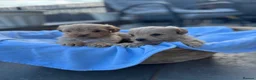 Maltipoo dogs for sale: Outstanding toy malti-poo - Advert 21