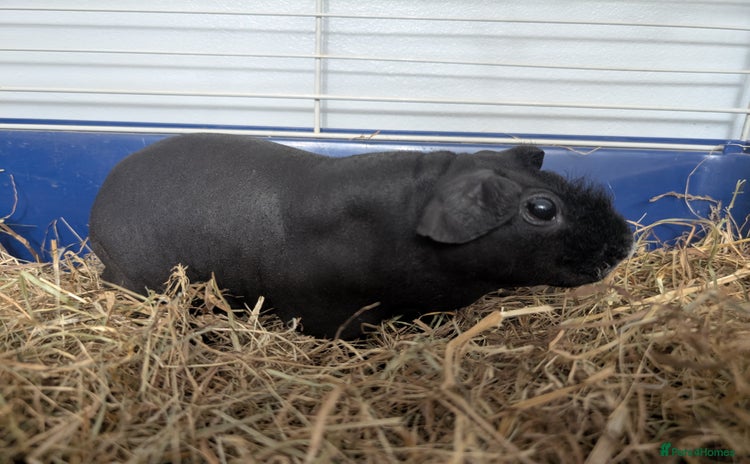 Guinea Pig rodents - Advert 11