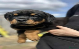 Rottweiler dogs for sale: Rottweiler puppies  - Image 21
