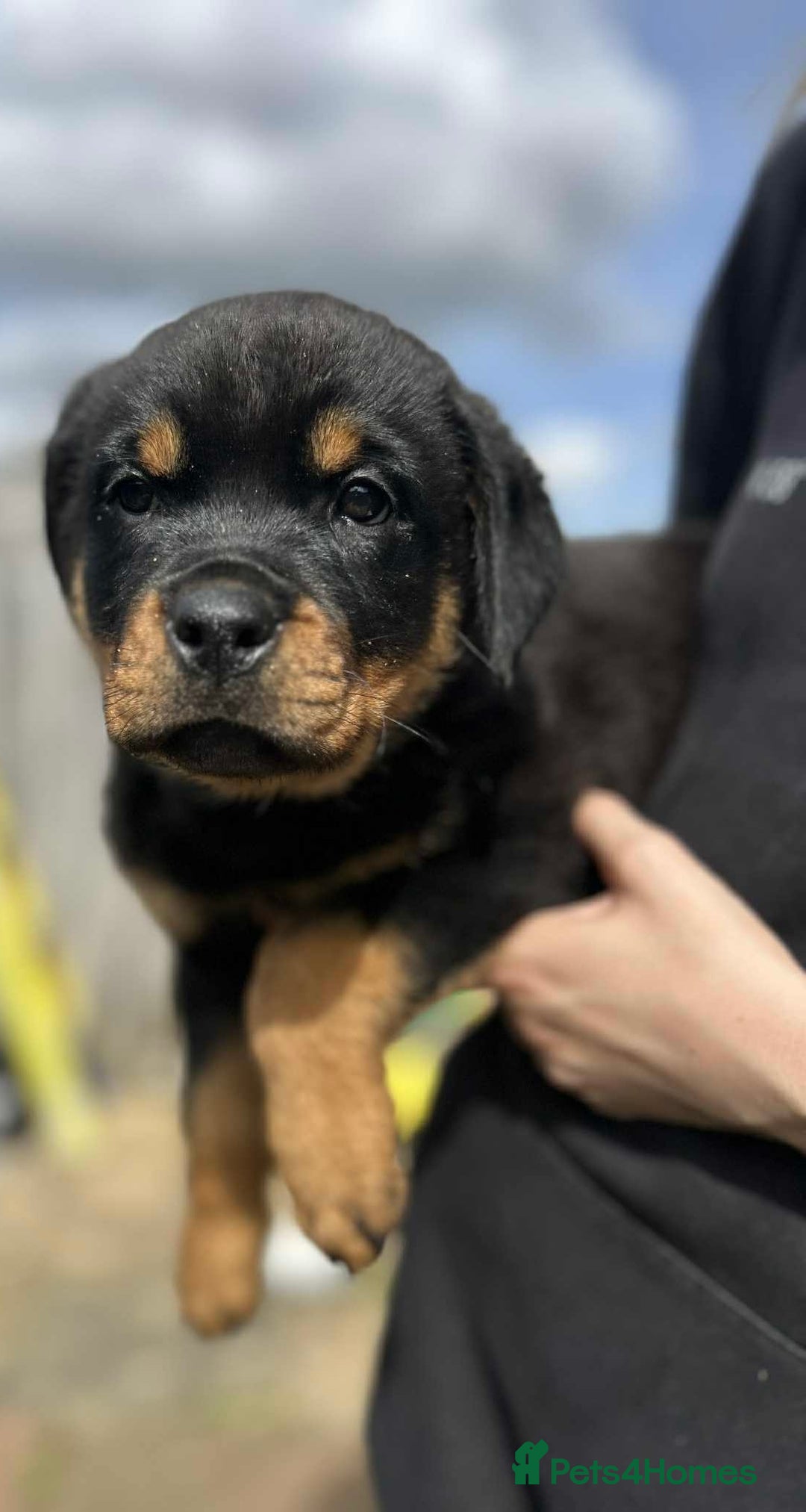 Rottweiler dogs for sale: Rottweiler puppies  - Image 21