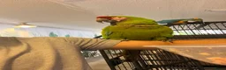 Macaws birds for sale: Bonded Breeding Pair Military, Blue & Gold Macaw - Advert 4