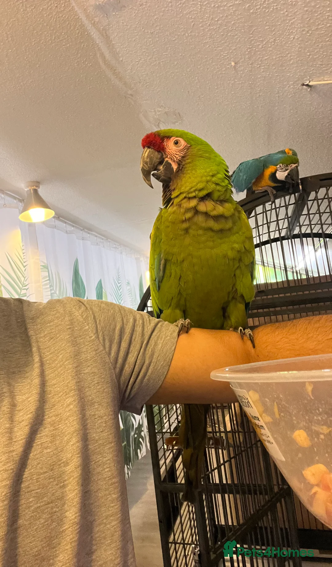 Macaws birds for sale: Bonded Breeding Pair Military, Blue & Gold Macaw - Advert 4