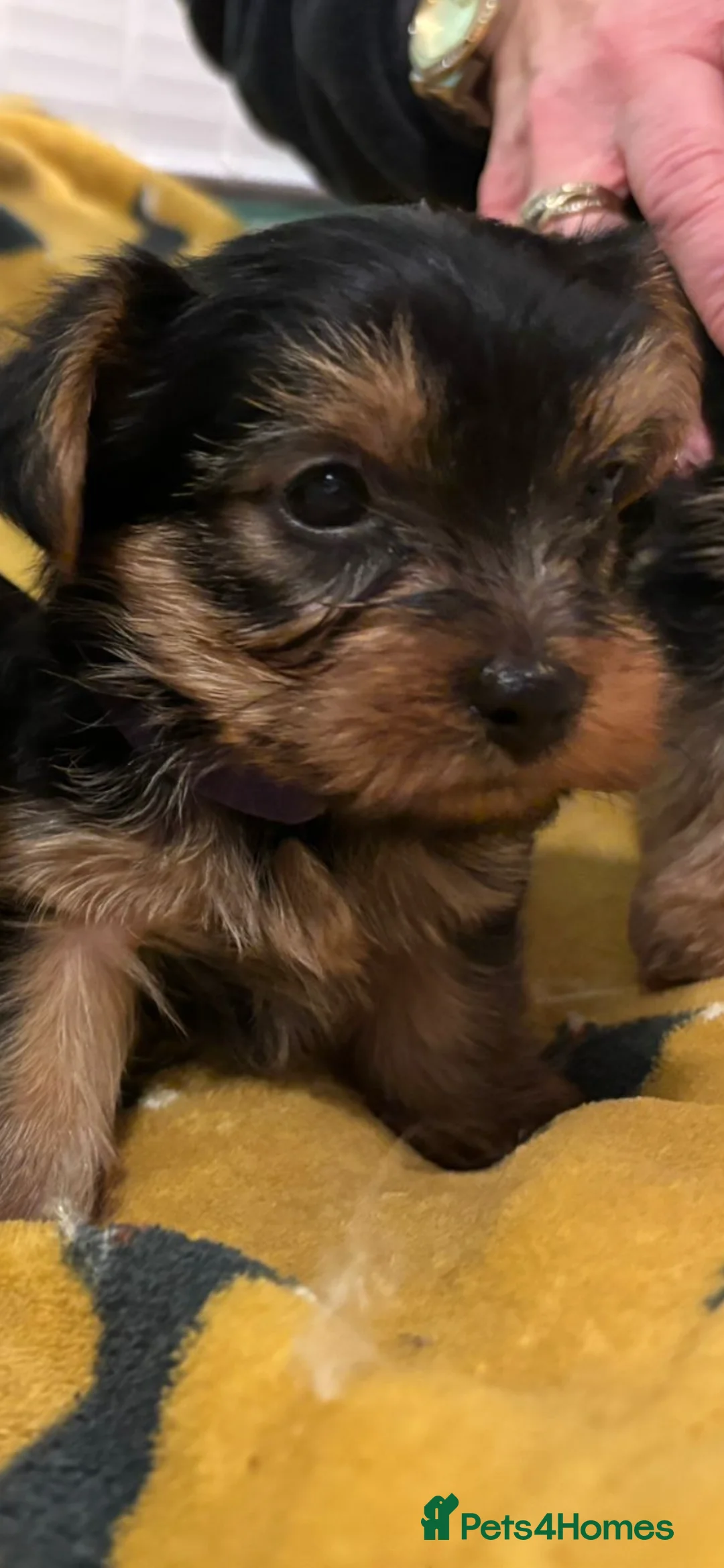 Yorkshire Terrier dogs for sale: 4 Stunning Miniature Yorkshire terriers for sale  - Advert 16