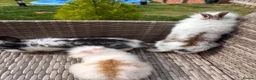 Lionhead rabbits for sale: Adorable Purebred Lionhead Bunny Babies - Advert 4