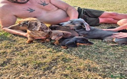 Miniature Dachshund dogs for sale: Miniature dachshund puppies - Image 3