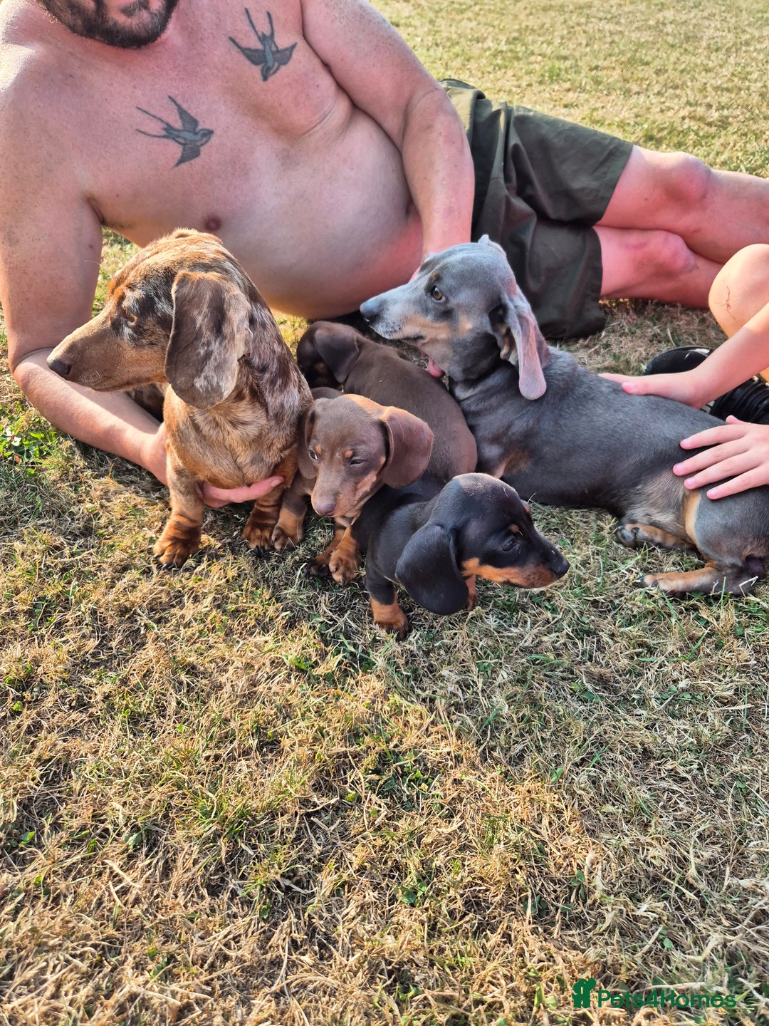 Miniature Dachshund dogs for sale: Miniature dachshund puppies - Image 3