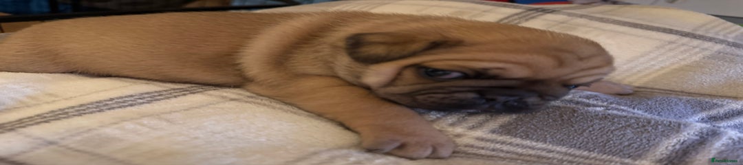 Pug Puppy 1
