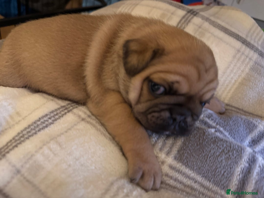 Pug dogs for sale: Beautiful Pug Puppies Male Female - Image 8
