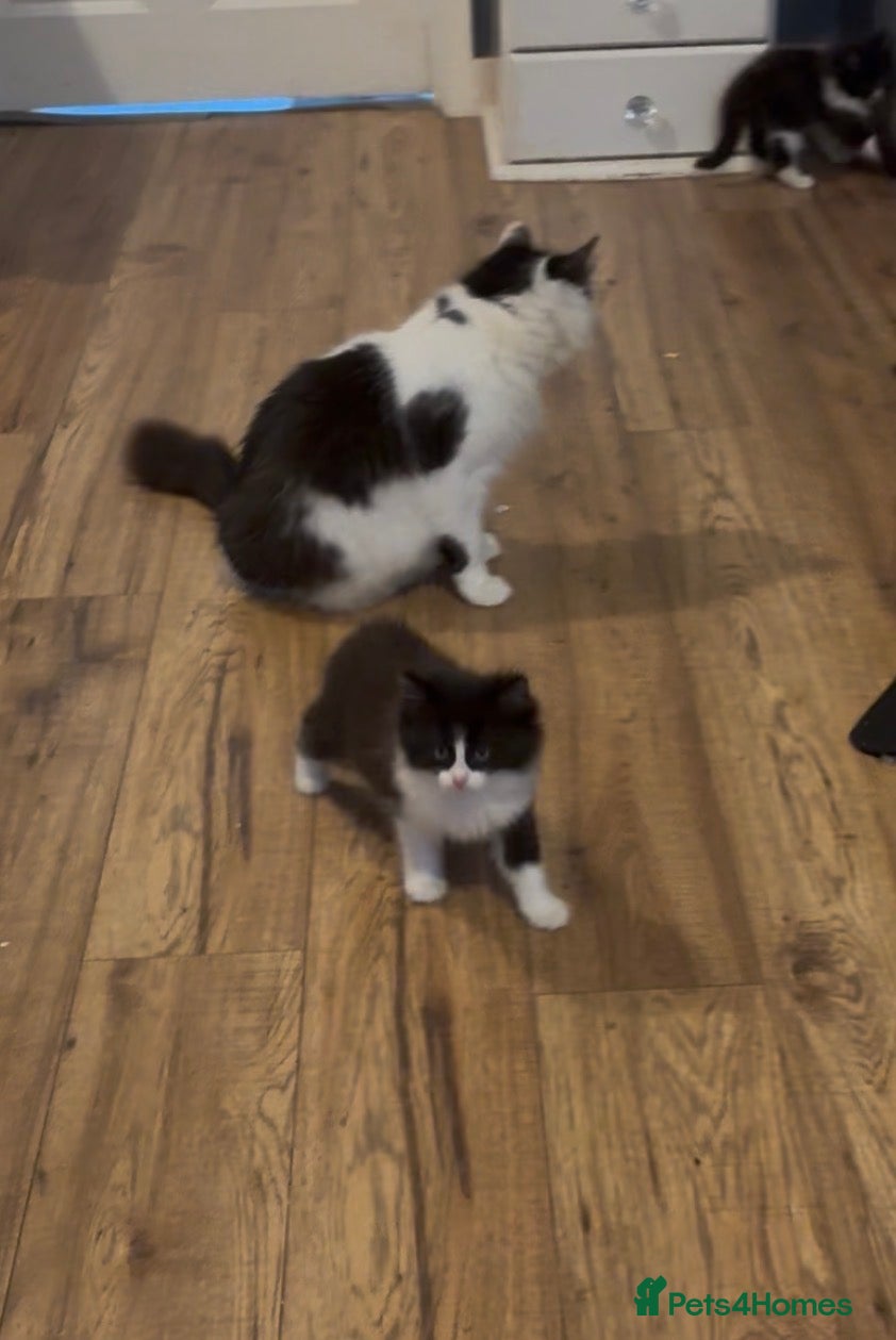 Mixed Breed cats 4 gorgeous boys 2 fluffy and a chocolate brown  - Advert 1