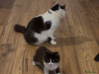 Mixed Breed cats 4 gorgeous boys 2 fluffy and a chocolate brown - Advert 1