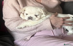 French Bulldog dogs for sale: Fluffy French Bulldogs  - Image 38