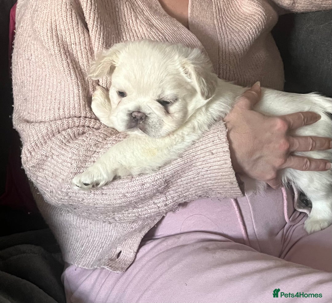 French Bulldog dogs for sale: Fluffy French Bulldogs  - Image 38