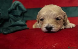 Cockapoo dogs for sale: ⭐️OUTSTANDING, HIGH QUALITY Cockapoo F1B Puppies⭐️ - Advert 27