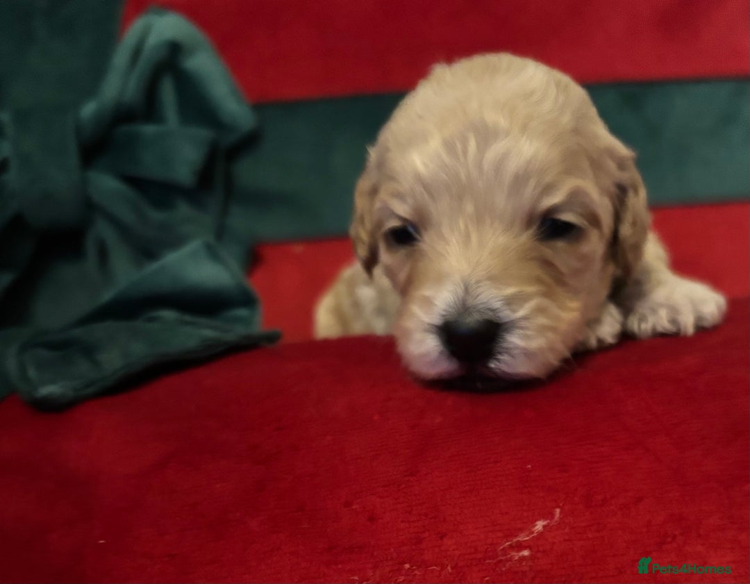 Cockapoo dogs for sale: ⭐️OUTSTANDING, HIGH QUALITY Cockapoo F1B Puppies⭐️ - Advert 27