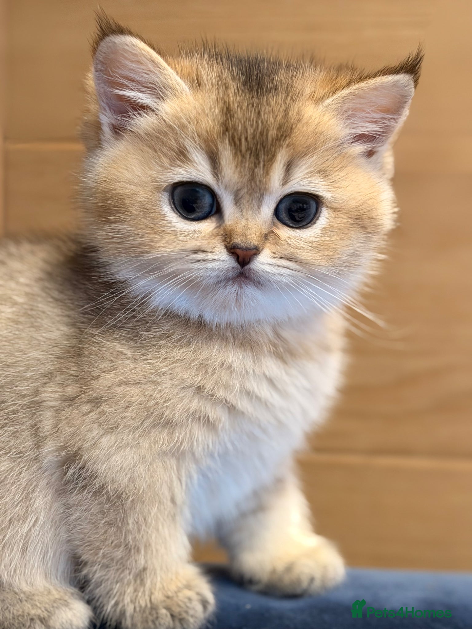 British Shorthair cats British Shorthair Golden Chinchilla Kittens - Advert 8