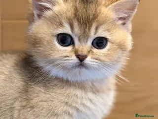 British Shorthair cats British Shorthair Golden Chinchilla Kittens - Advert 8
