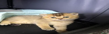 British Shorthair 2
