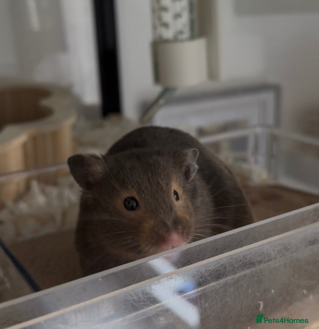 Hamster rodents for sale: Loki for Adoption🐹 - Advert 2