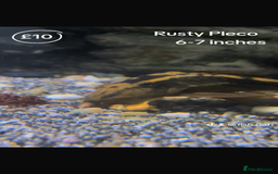 Catfish fish for sale: Fish for sale  - Image 9