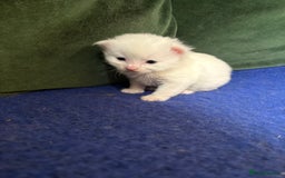 Mixed Breed cats for sale: Beautiful little of kittens  - Image 4