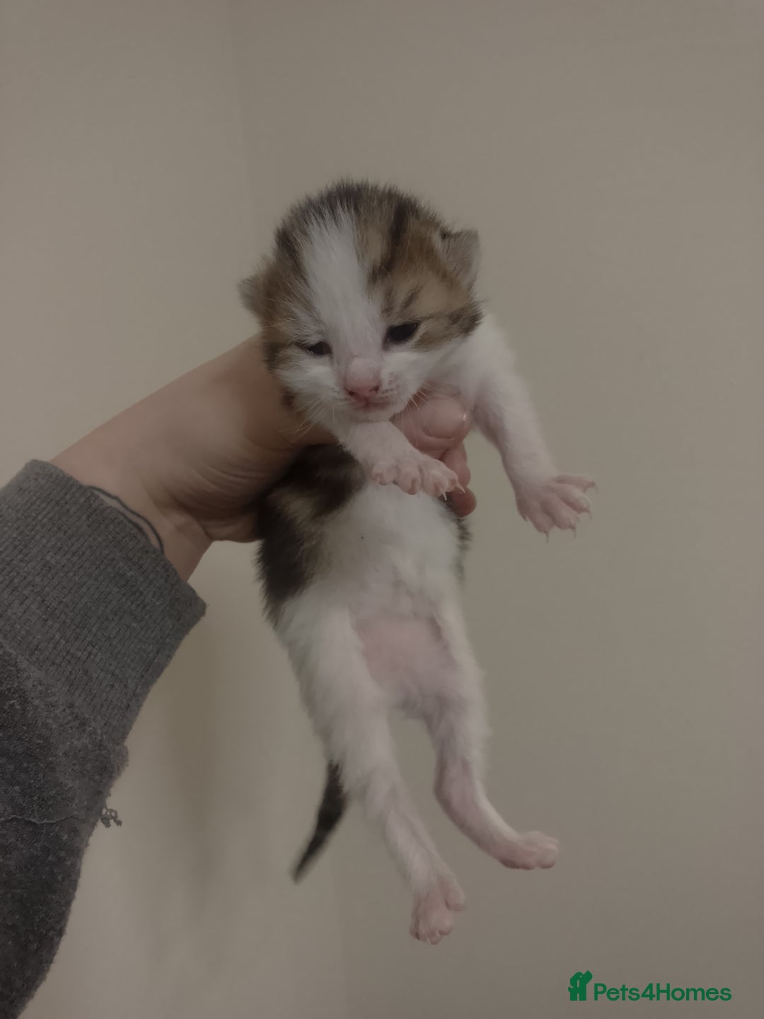 Mixed Breed cats for sale: Kittens for sale - Advert 5