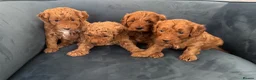 Australian Labradoodle dogs for sale: Australian Double Doodle Miniature puppies. - Advert 8