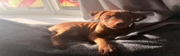 Mixed Breed dogs for sale: Patterdale x Wheaton - Advert 4