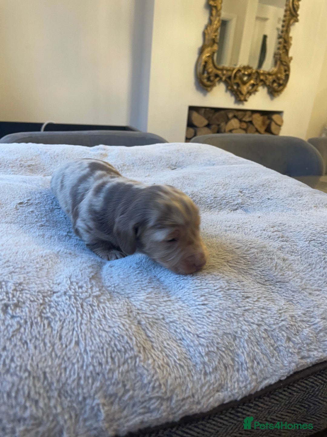 Dachshund dogs for sale: Stunning Standard long haired Dachhound  - Advert 4