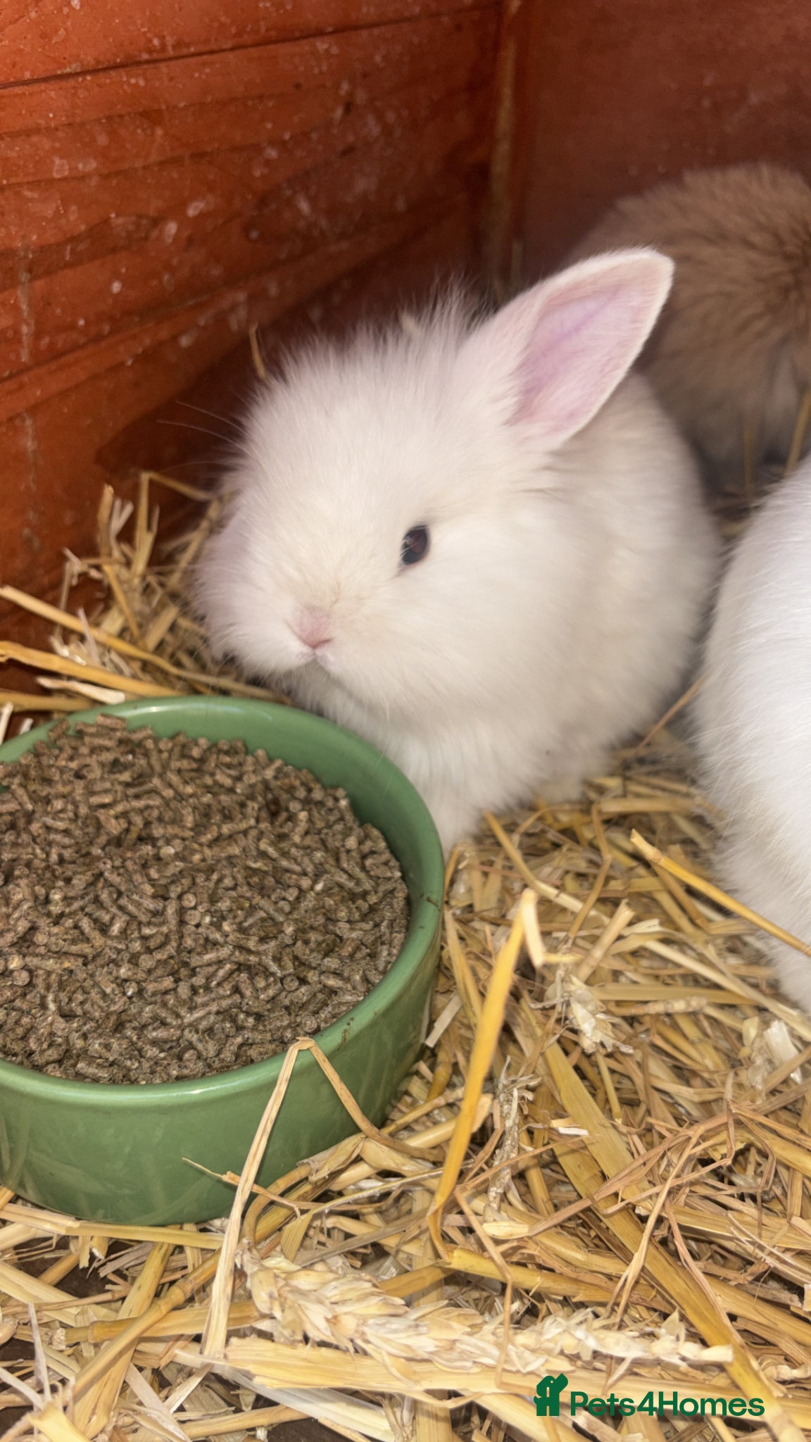 Lionhead rabbits 5 x beautiful baby rabbits  - Advert 1
