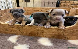 Jack Russell dogs for sale: Rare coloured miniature Jack Russel puppies  - Image 1