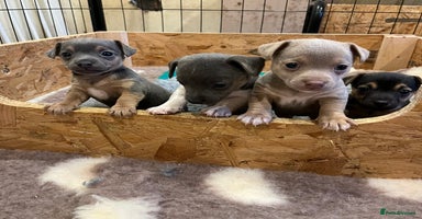 Jack Russell dogs - Advert 10