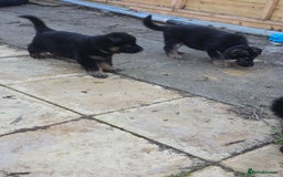 German Shepherd dogs for sale: German shepard pups - Image 16