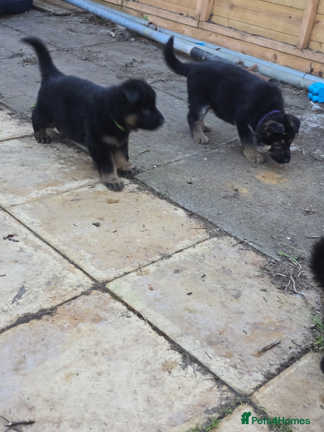 German Shepherd dogs for sale: German shepard pups - Image 16