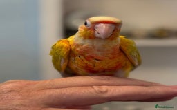 Conures birds for sale: Hand reared baby conure - Image 2