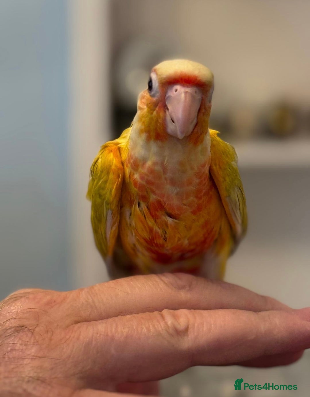 Conures birds for sale: Hand reared baby conure - Image 2