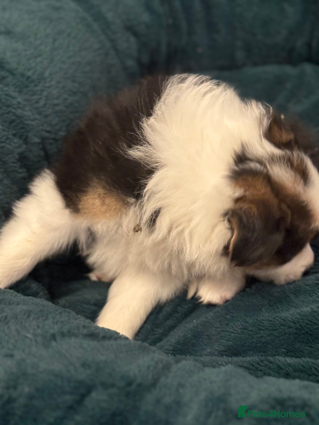 Border Collie dogs for sale: Pure Bred Border Collie Puppies For Sale - Advert 24