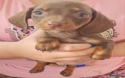 Miniature Dachshund dogs for sale: Miniature dachshund puppies  - Image 4