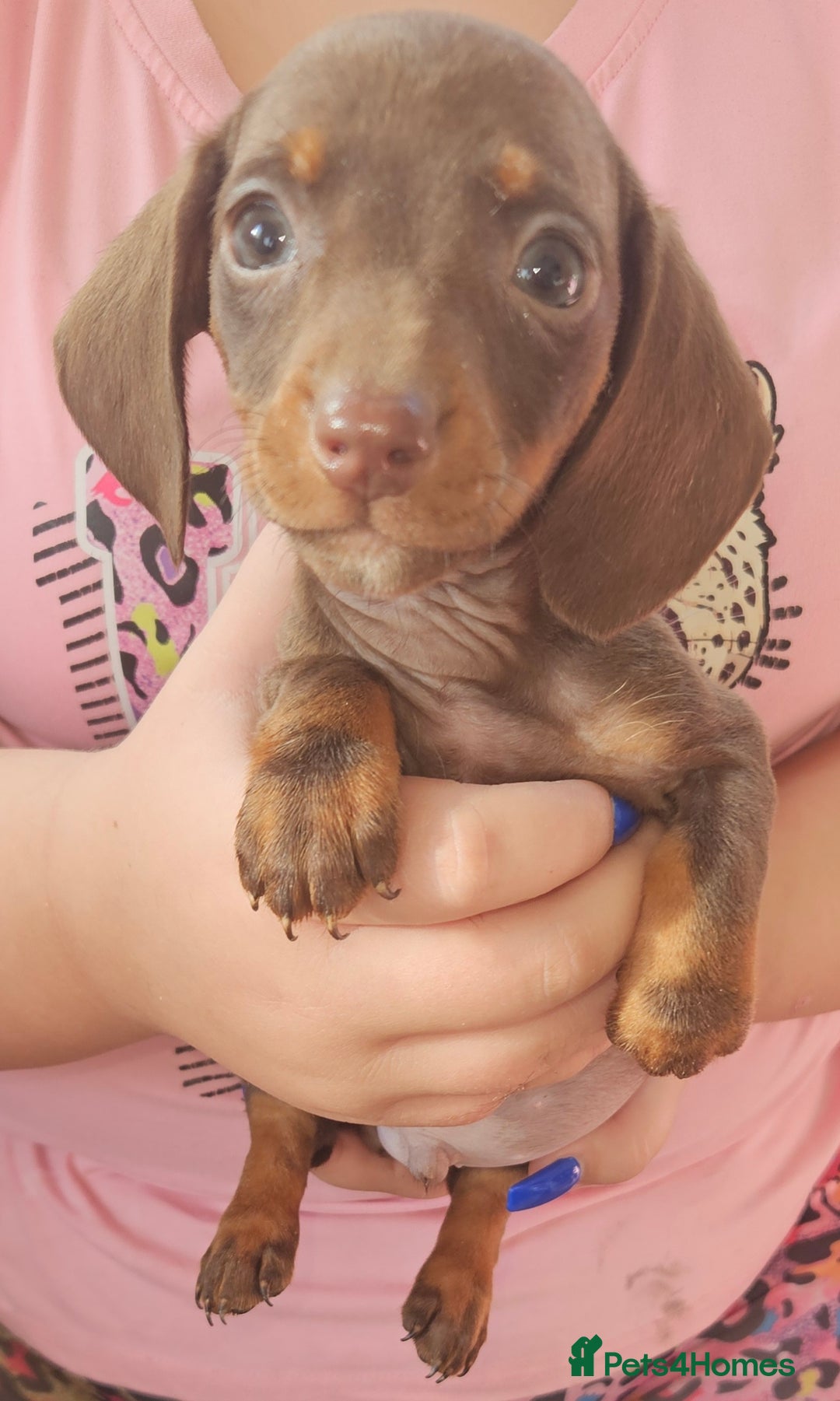 Miniature Dachshund dogs for sale: Miniature dachshund puppies  - Image 4