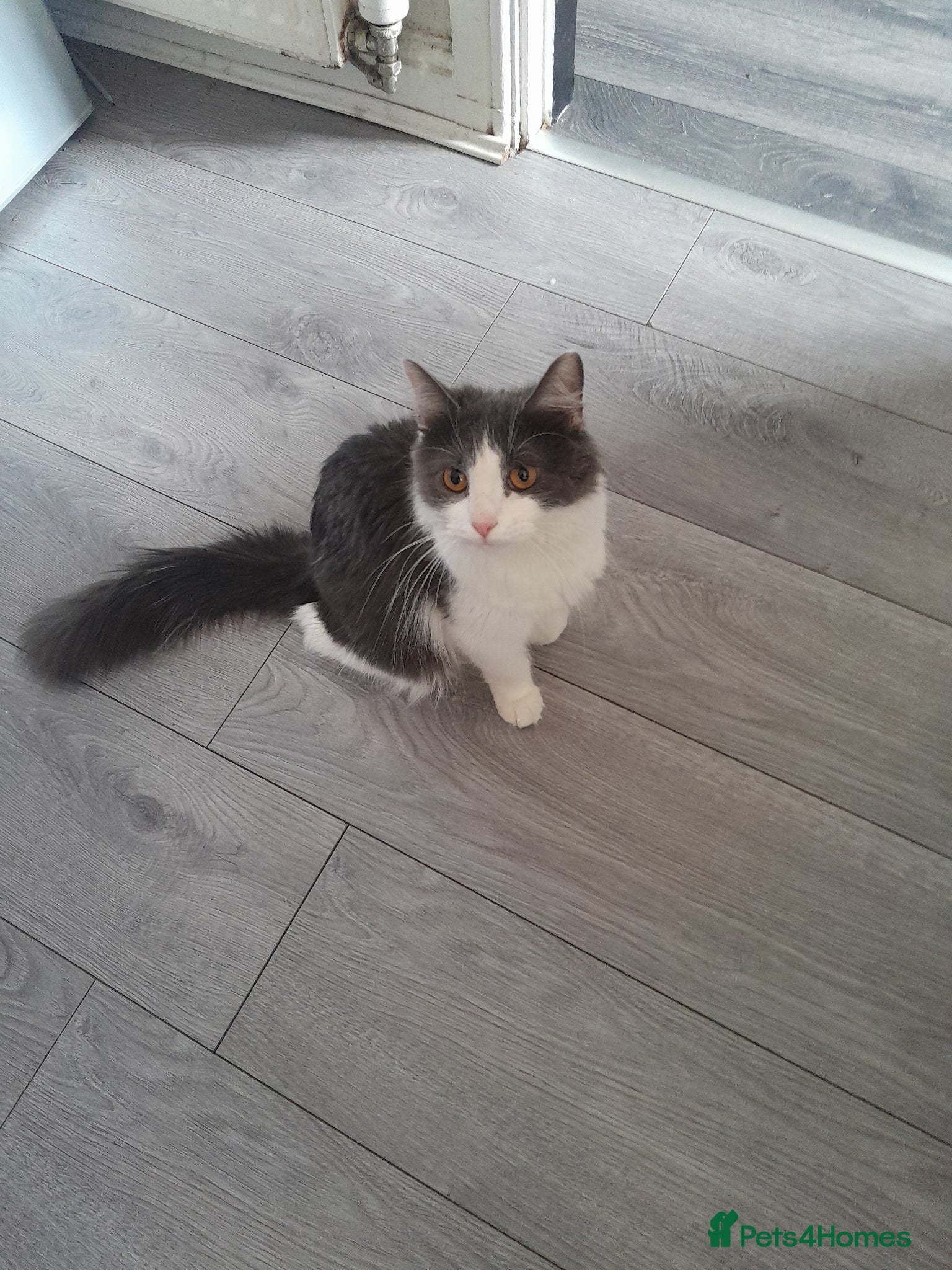 Mixed Breed cats Beautiful kittens  - Advert 2