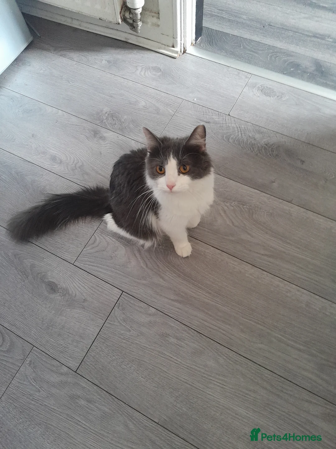 Mixed Breed cats for sale: Beautiful kittens  - Advert 1