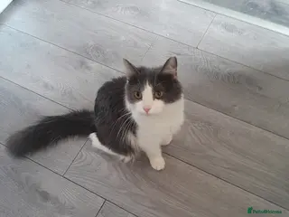 Mixed Breed cats Beautiful kittens - Advert 2