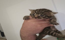 Domestic Shorthair cats for sale: 4 gorgeous kittens looking for there forever homes - Image 6