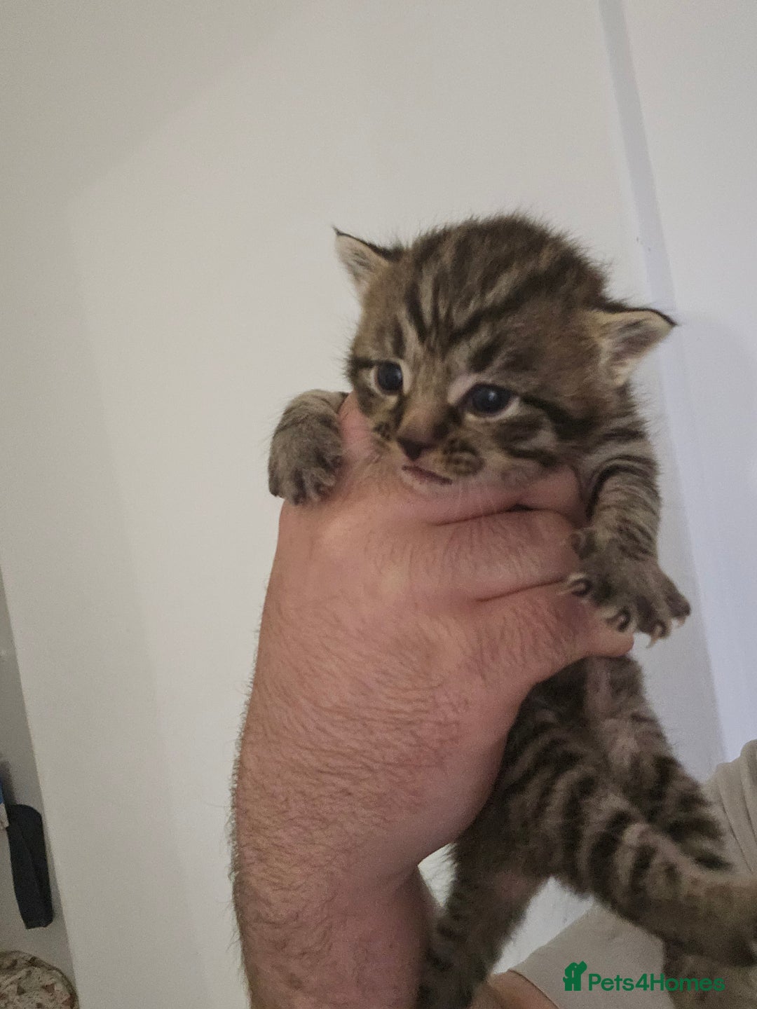 Domestic Shorthair cats for sale: 4 gorgeous kittens looking for there forever homes - Image 6
