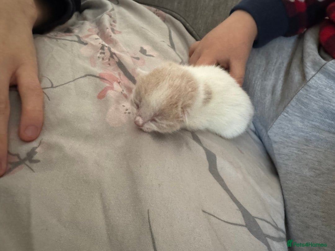 Mixed Breed cats for sale: Female white and ginger kitten  - Advert 2