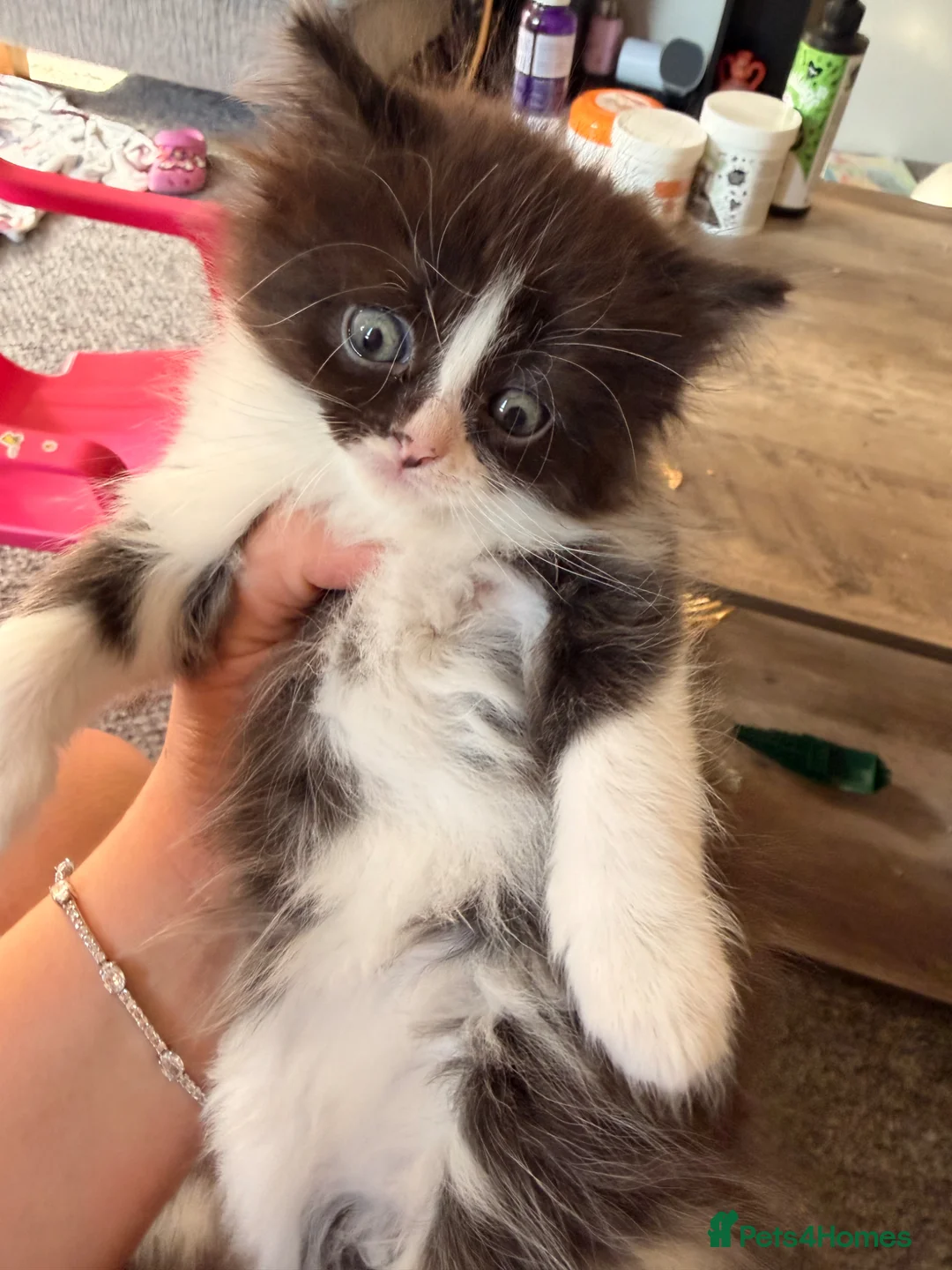 Mixed Breed cats for sale: Turkish Angora x Ragdoll kittens for Sale!! - Advert 2