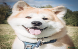 Japanese Akita Inu dogs for stud: Studding: 5-Generation Pedigree Japanese Akita in Welwyn Garden City - Image 2