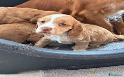 Cocker Spaniel dogs for sale: Beautiful KC Cocker spaniels  - Image 6
