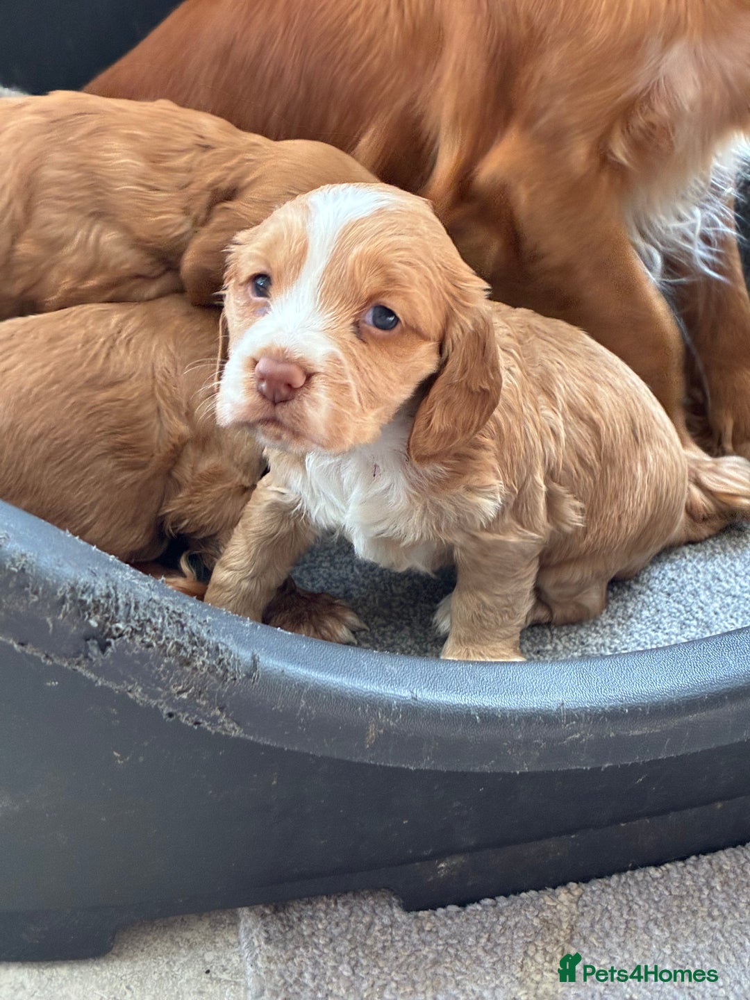 Cocker Spaniel dogs for sale: Beautiful KC Cocker spaniels  - Image 6
