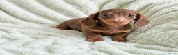 Miniature Dachshund dogs for sale: Fully Vaccinated Mini Dax Pups READY TO LEAVE in Southampton - Advert 4