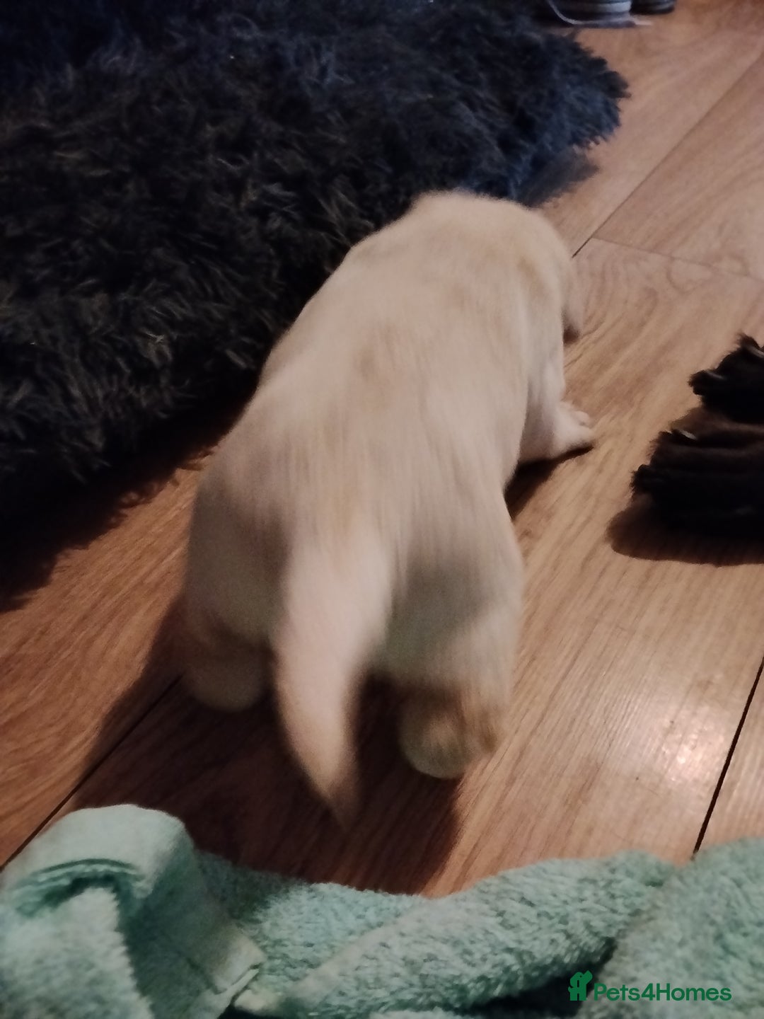 Labrador Retriever dogs for sale: Beautiful Golden and Black Labs - Advert 26